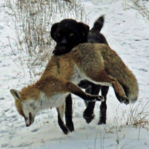 Schleppwild Altfuchs