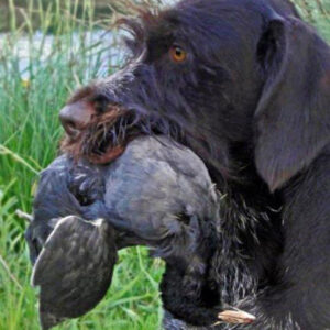 Schleppwild Blässehuhn