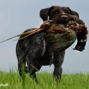 Schleppwild Fasan Hahn