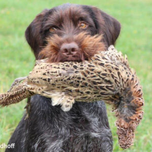 Schleppwild Fasan Henne