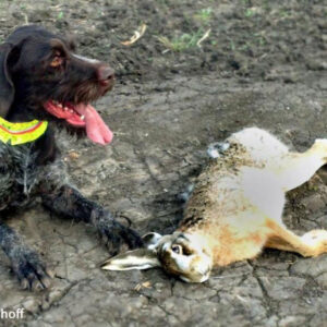 Schleppwild Feldhase