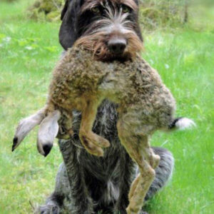 Schleppwild Feldhase klein