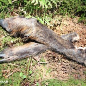 Schleppwild Gamsschalen