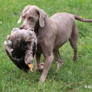 Schleppwild Graugans