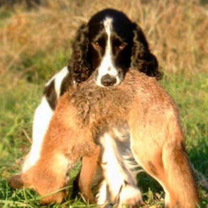 Schleppwild Jungfuchs