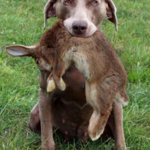 Schleppwild Kaninchen Premium