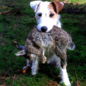 Schleppwild Kaninchen klein Premium