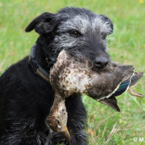 Schleppwild Krickente