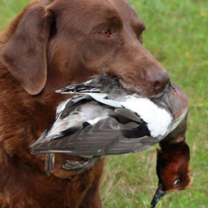 Schleppwild Pfeifente