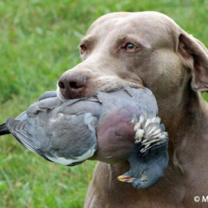 Schleppwild Ringeltaube