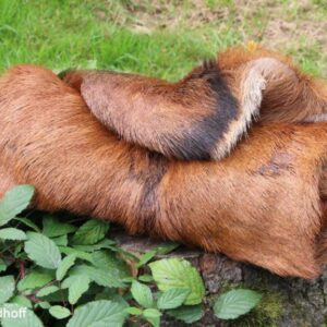 Schleppwild Rotwilddecke