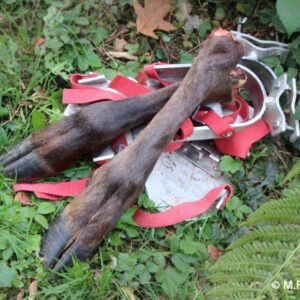 Schleppwild Rotwildschalen