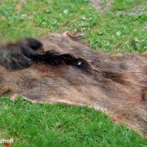 Schleppwild Sauschwarte