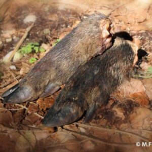 Schleppwild Schwarzwildschalen