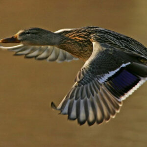 Schleppwild Stockente Ente