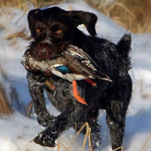 Schleppwild Stockente Erpel