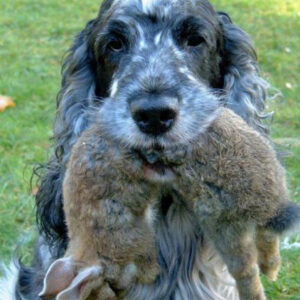 Schleppwild Übungskaninchen schwarz gefleckt