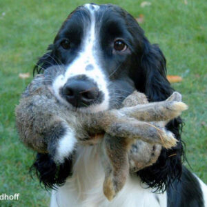 Schleppwild Übungskaninchen weiß 1–2 kg