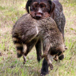 Schleppwild Waschbär