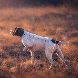 Alles für die Fährtenarbeit