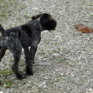 Schleppwildexpress - Fasanenschwinge