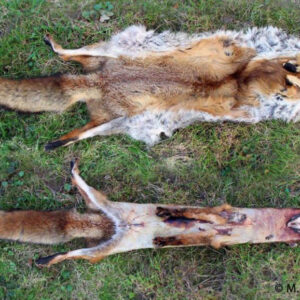 Schleppwildexpress - Fuchsbalg