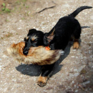 Schleppwildexpress - Fuchslunte