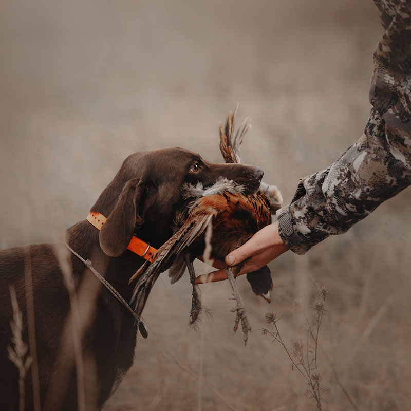 Schleppwildexpress Schleppwildexpress